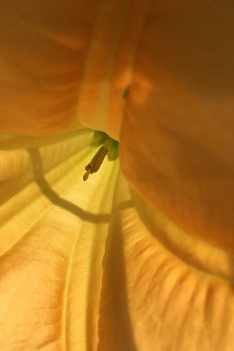 Close up of a yellow flower